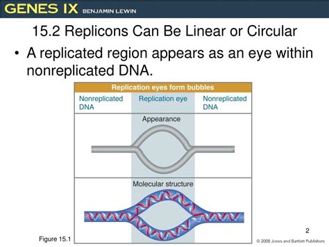 replicon meaning